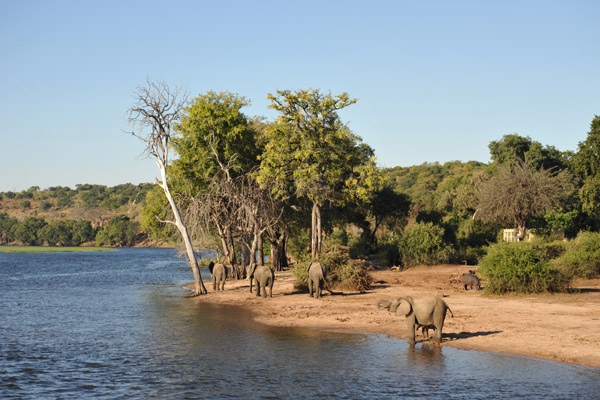 Chobe River with elephants, Chobe National Park