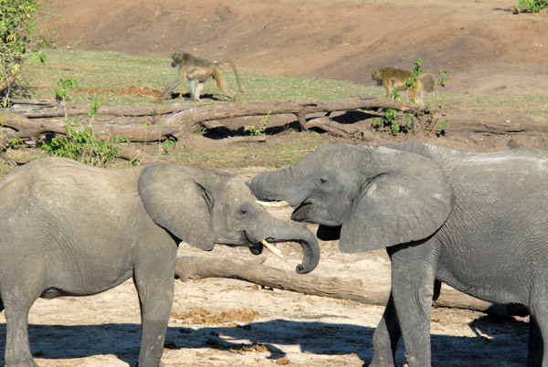 Elephants, Chobe National Park