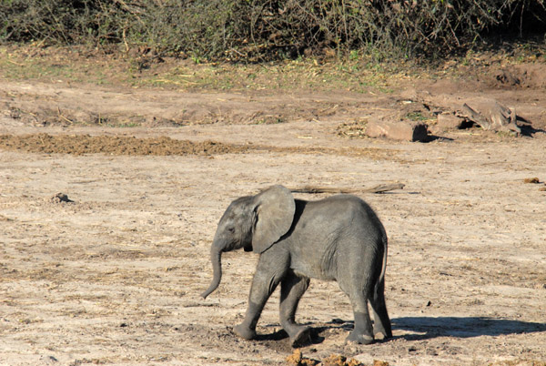 Baby elephant, Chobe National Park
