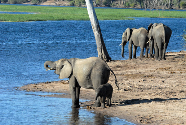 Elephants by the Chobe River, Chobe National Park