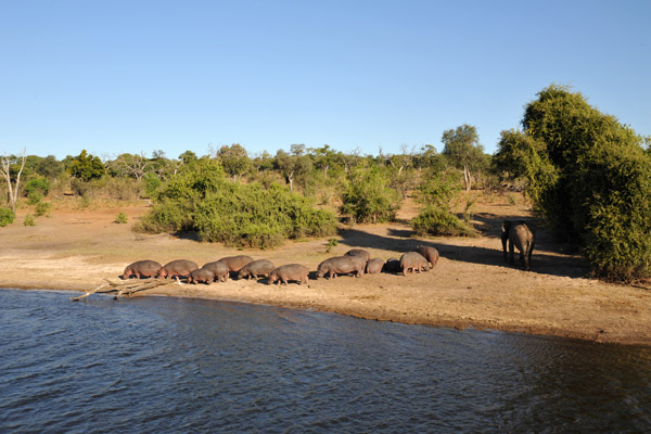 Herd of hippos up on the banks of the Chobe River during the day