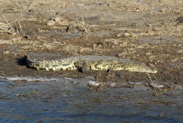 Crocodile on the banks of the Chobe River