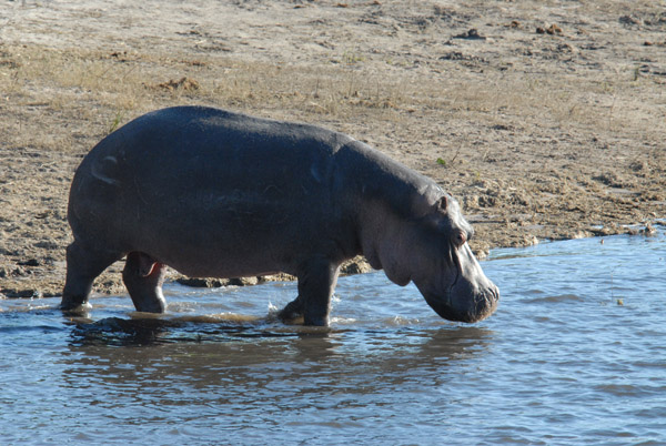 Hippopotamus, Chobe National Park
