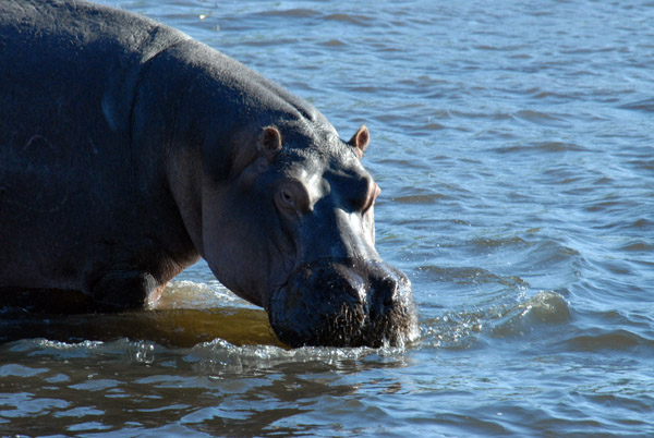 Hippo standing in shallow water, Chobe National Park