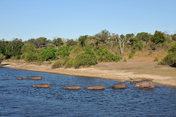 Hippos entering the river, Chobe National Park