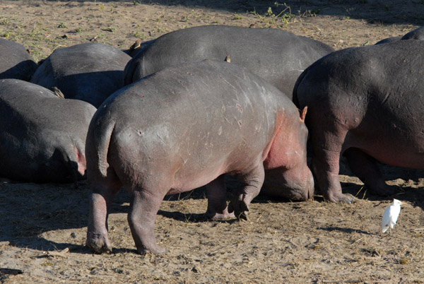 Hippos on shore, Chobe National Park