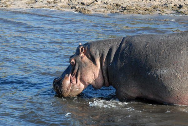 Hippo, Chobe National Park