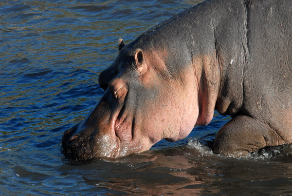 Hippo, Chobe National Park