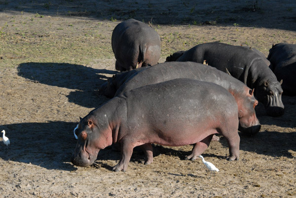 Hippos on shore, Chobe National Park