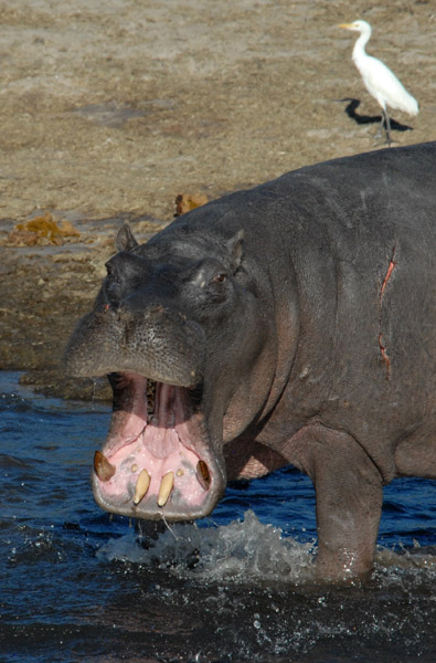 Hippo showing its teeth