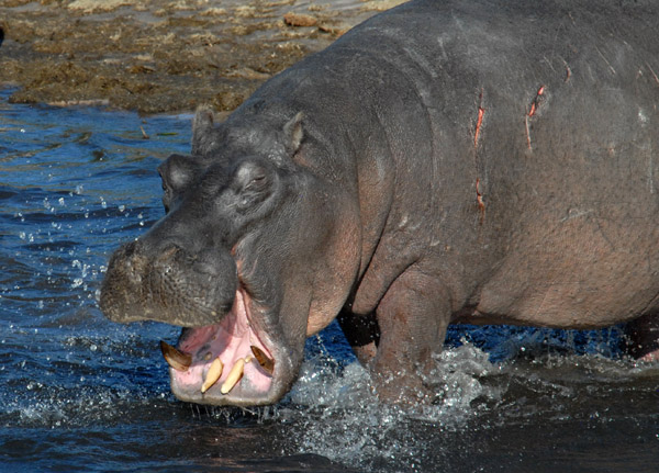 The hippo yawn is an aggressive display