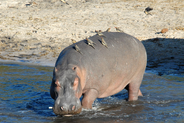 Hippo entering the Chobe River