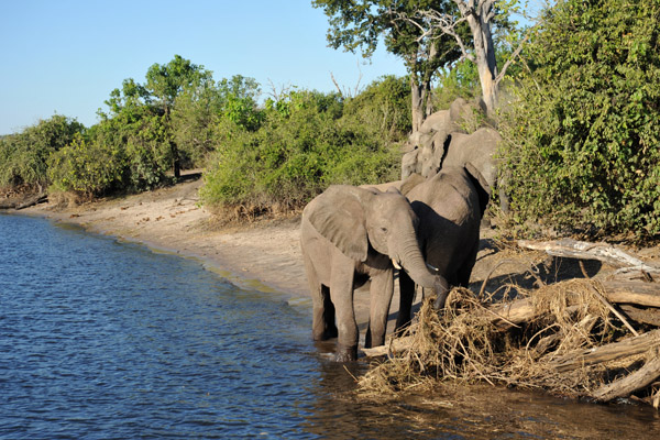 Elephants, Chobe Riverfront, Botswana