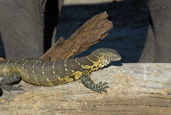 Nile monitor lizard, Chobe National Park