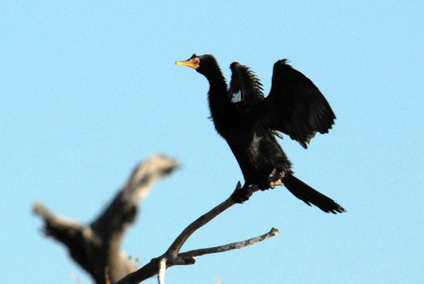 Reed Cormorant (Microcarbo africanus) drying its wings
