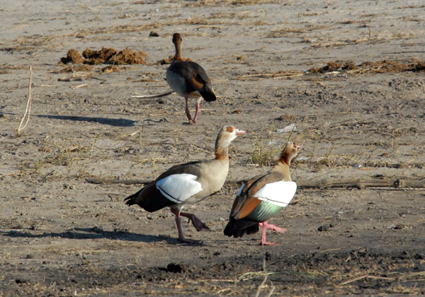 Egyptian geese on the shore of the Chobe River, Botswana