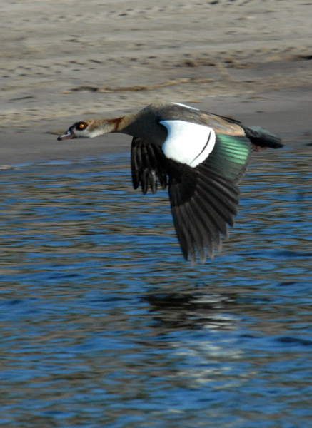 Egyptian goose in flight