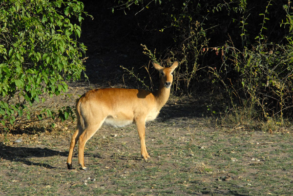 In Botswana, the Puku (Kobus vardonii) occurs only in Chobe National Park