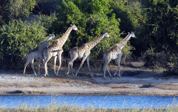 Herd of giraffe, Chobe National Park