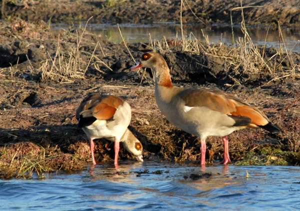 Egyptian geese, Chobe National Park