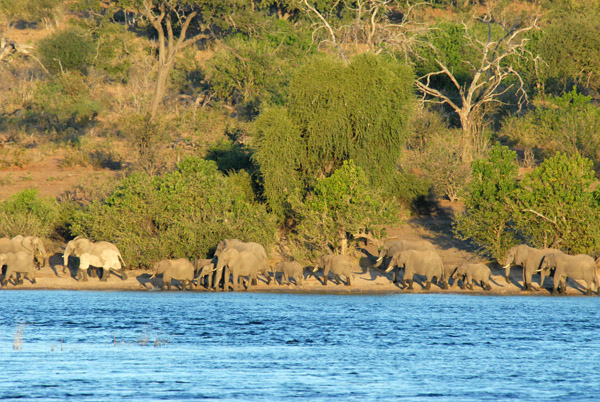 Herd of elephants walking along the Chobe River, late afternoon