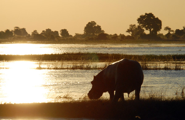 Hippo at Sunset, Chobe River, Botswana-Namibia
