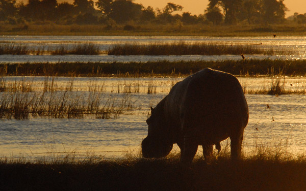 Hippo at Sunset, Chobe River, Botswana-Namibia