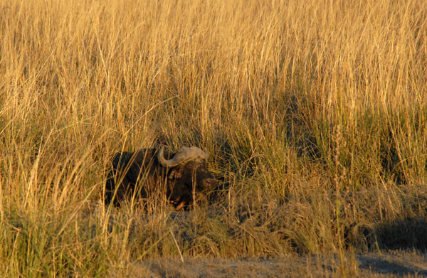 Buffalo resting in the tall grass on an island in the Chobe River