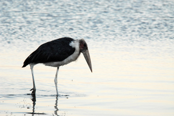 Marabou stork wading along the Chobe Riverfront