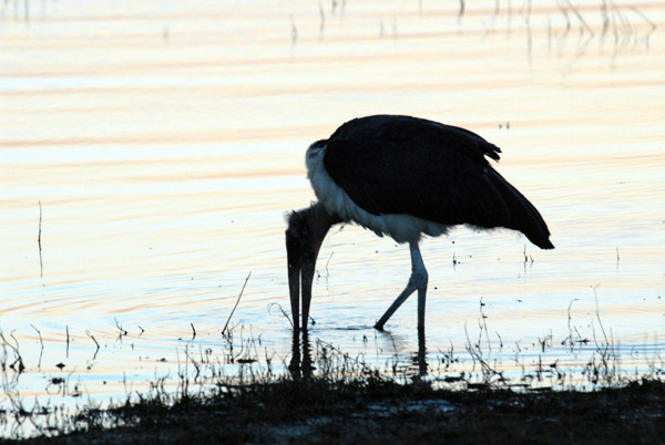 Marabou Stork, Chobe River