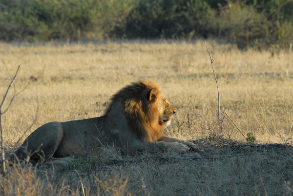 Driver got a call on the radio that a big male lion had been found