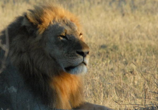 King of the Beasts, a large male lion sunning himself on a cold morning