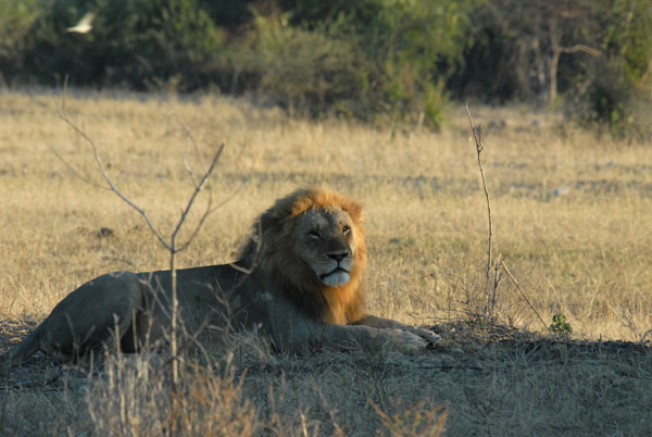 Big male lion, Chobe National Park