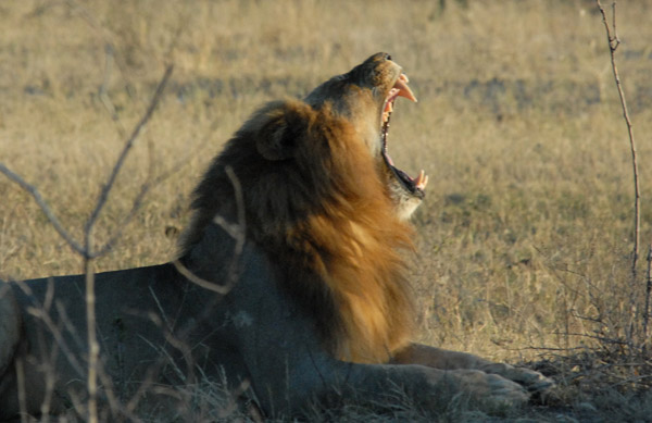 Lion yawn - the sleep something like 20 hours a day