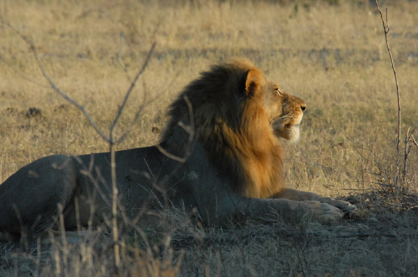 Lion with a full mane, Chobe National Park