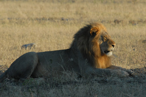 Lion in the early morning sun, Chobe National Park
