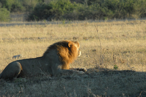 Lion roar, Where's my breakfast!, Chobe National Park