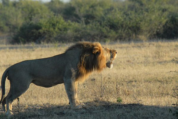 Lion roar - calling the pride, Chobe National Park