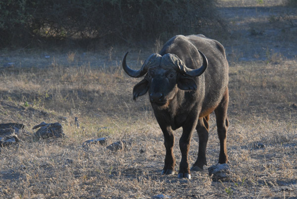 Cape (African) Buffalo, Chobe National Park