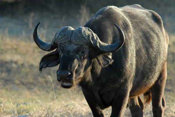 Cape (African) Buffalo, Chobe National Park
