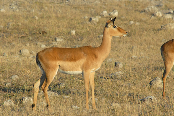 Female impala (Aepyceros melampus), Chobe National Park