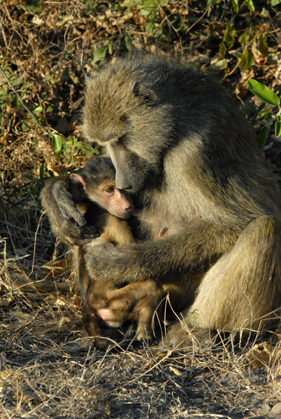 Mother baboon cuddling her infant, Chobe National Park