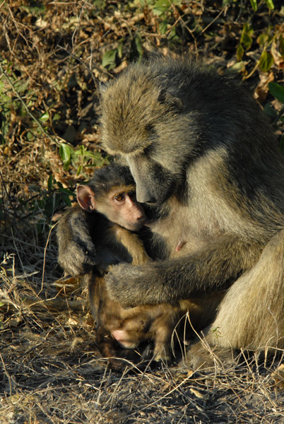 Baboon grooming her infant, Chobe