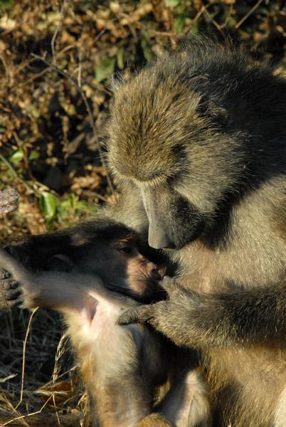 Baboon grooming her infant, Serondela Picnic Area