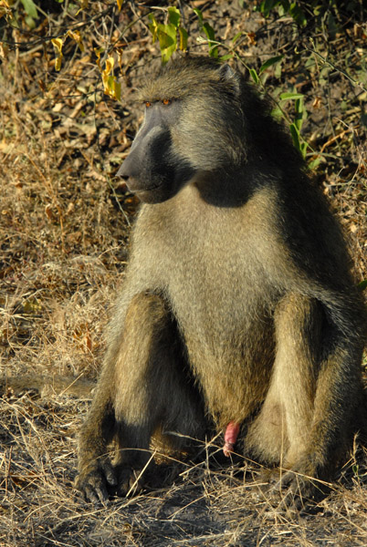 Big male baboon, Chobe National Park