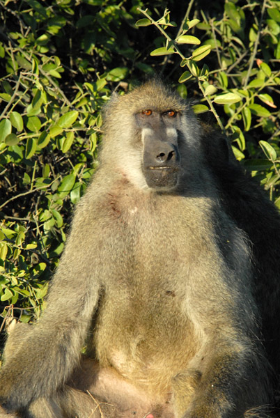 The baboon species found in Chobe - Chacma or Yellow