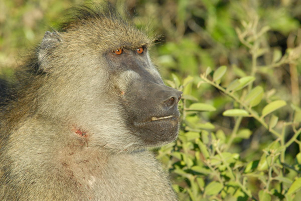 Big male baboon with signs of a recent flight, Chobe National Park