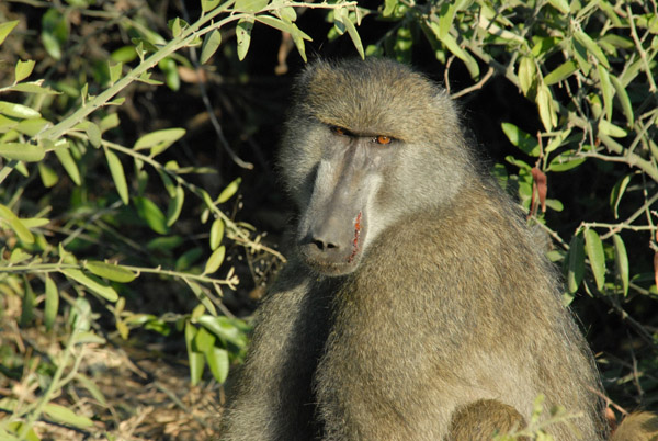 Baboon, Chobe National Park
