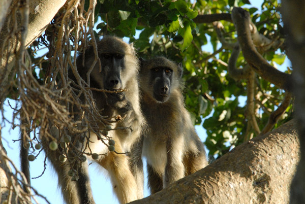 Baboons in a big tree along the Chobe River, Serondela Picnic Area