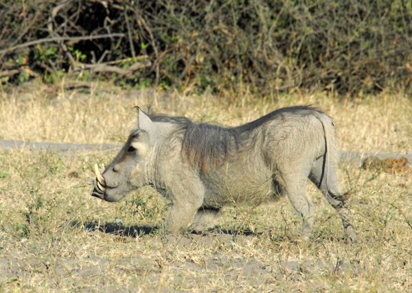 Warthog (Phacochoerus africanus), Chobe National Park